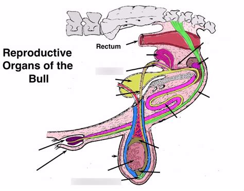 Reproductive Organs Of The Bull Diagram Quizlet