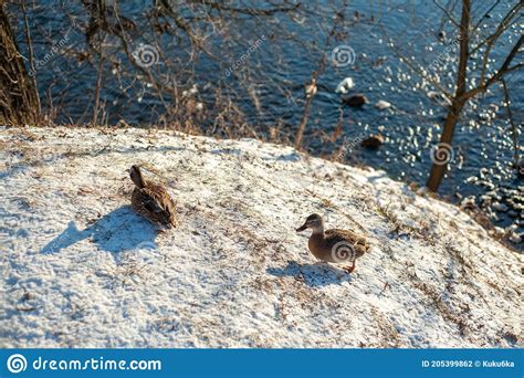 Ducks Sit On A Snow Covered Cliff Above A Frozen Lake Winter Life Of