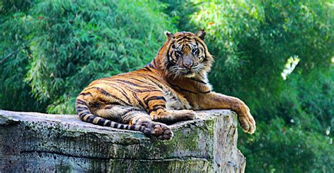 Katanya kebun binatang ini termasuk kebun binatang tertua di indonesia lho. Gambar Kebun Binatang Anak Tk - Klik OK