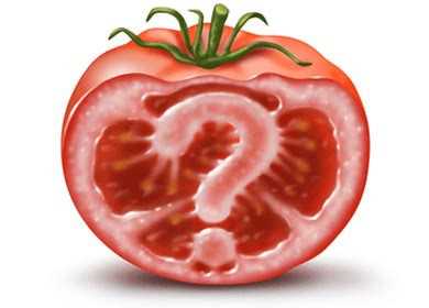Foods derived from genetically modified organisms are called genetically modified foods or gm foods. Organic Tomatoes Crush GMO Tomatoes in Vital Nutrient Content