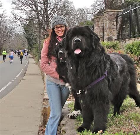 Newfoundlanddoggiant Newfoundland Dogs Big Dog Breeds Beautiful