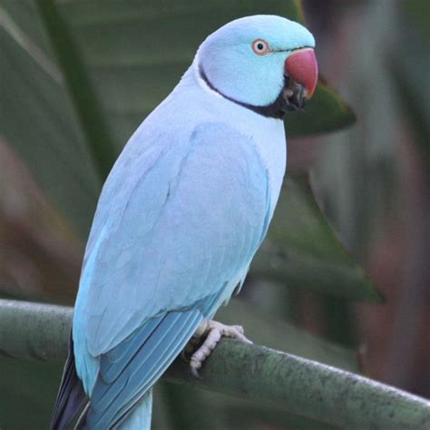 Ringneck Parakeet Facts Pet Care Temperament Diet Pictures