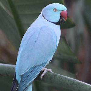 Blue Ring Necked Parakeet
