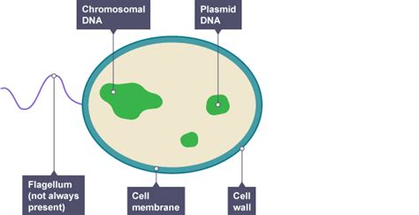Solids, liquids gases, particle theory and physical changes 4. Cell structure - Edexcel - Revision 3 - GCSE Combined ...