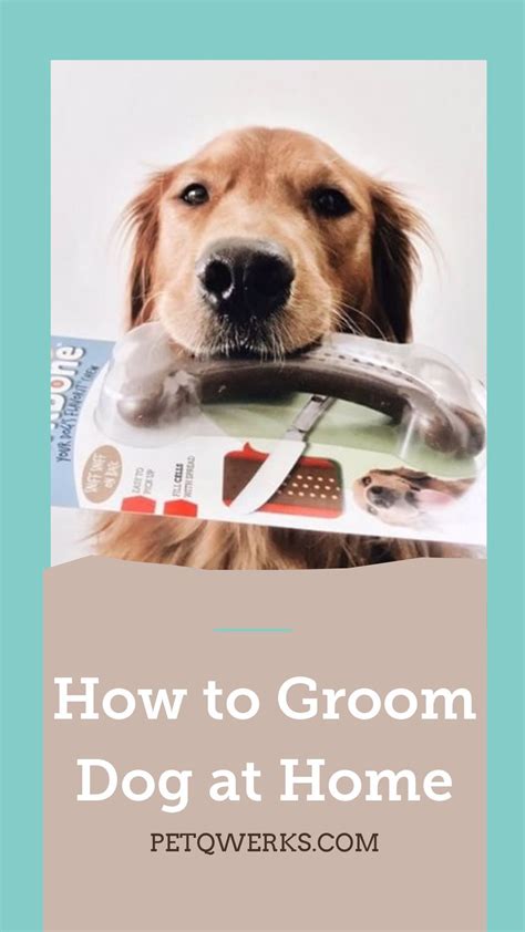 How To Groom Dog At Home Dogs Natural Healthy Skin Dog Grooming