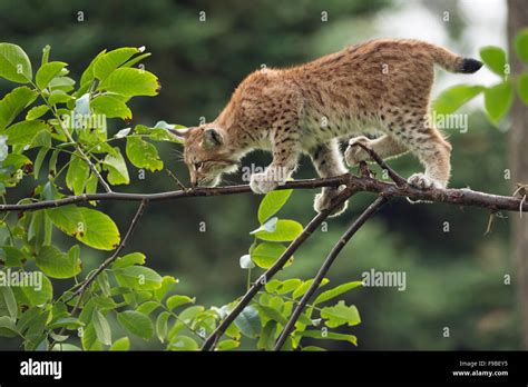 Young Eurasian Lynx Eurasischer Luchs Lynx Lynx Balances Skillful
