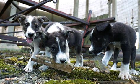 Alta Población De Animales Radioactivos En Chernobyl A 34 Años De La