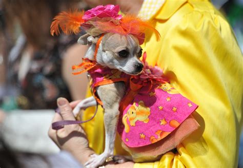 Gallery Fancy Dressed Chihuahuas Race In Washington Metro Uk