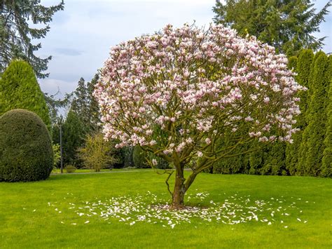 What To Plant Under A Magnolia Tree Gardener Corner