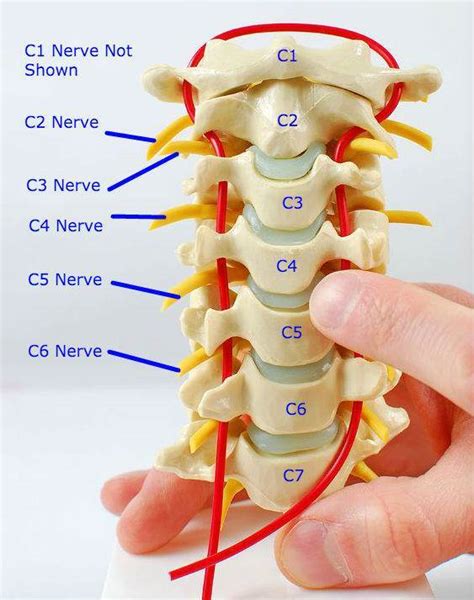Cervical Vertebrae Labelled With Corresponding Nerve Roots Labelled As