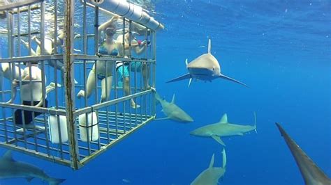 Oahu Shark Cage Diving Best Thrilling Activity Cruising Sea