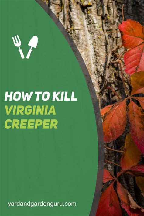 How To Kill Virginia Creeper