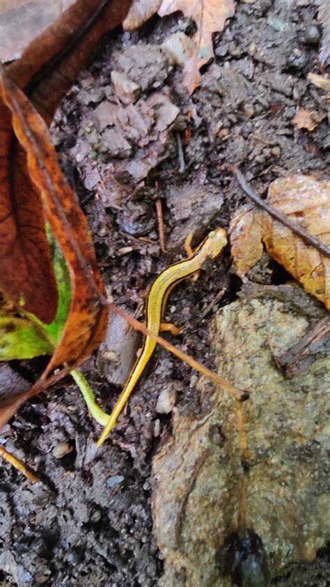 Brook Salamanders From Waynesville Nc Usa On October