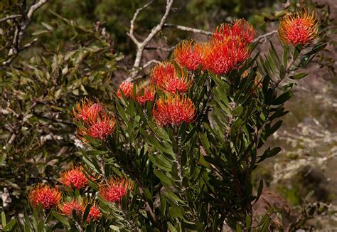 Flora Of Zimbabwe Species Information Individual Images Leucospermum