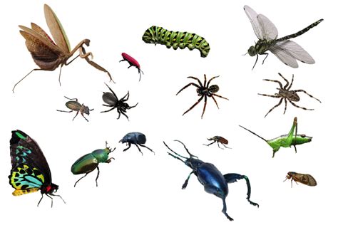 Bugs Png Hd Fotos Png Play