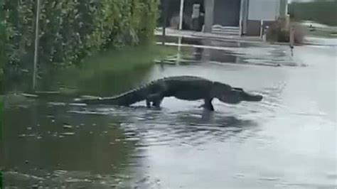 Huge Alligators In Florida Spotted On Golf Course Road During And