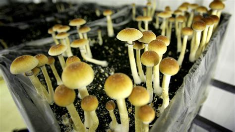 From Psilocybin To Mdma Researchers Are In The Throes Of A Psychedelic
