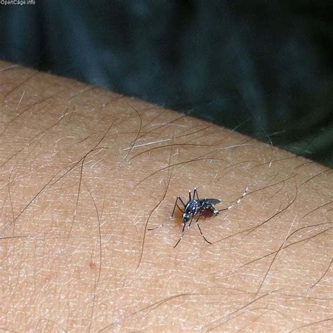 Asian Tiger Mosquitoes Behaviour And Treatment Guide Pestseek