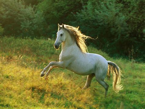 Horse wallpaper for phone gallery. Wildlife Hd Wallpapers