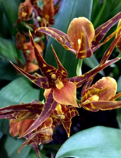 Bst Tarantula Sweet Orange Oncidium Orchid Oncidium Orchids