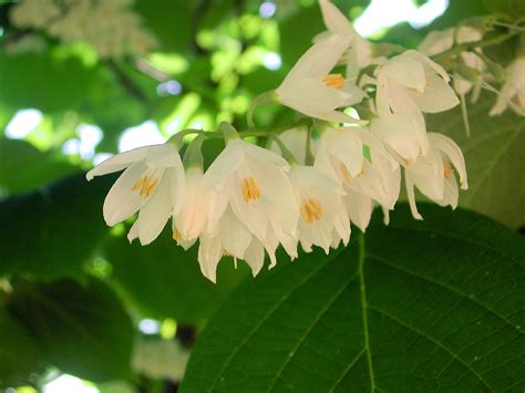 White Flowers Of Fragrant Snowbell Nature Photo Gallery