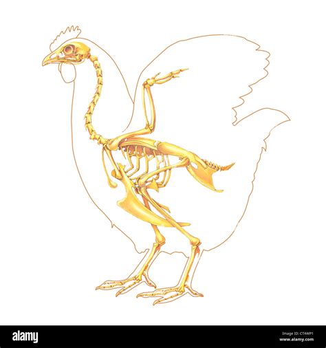 Chicken Skeleton High Resolution Stock Photography And Images Alamy