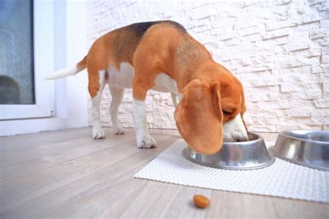 The Hidden Dangers Of Loose Stools In Dogs Great Pet Care