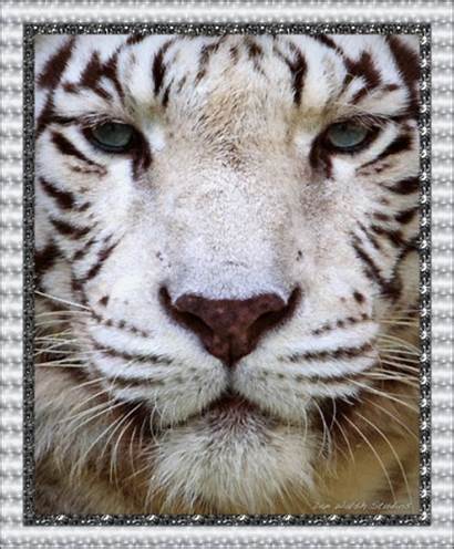 Tiger Gifs Glitter Picgifs Tigers Graphics