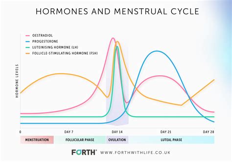 Menstrual Cycle Diagram Hormones