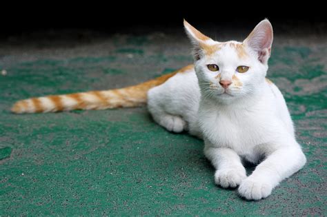 Free Images White Animal Kitten Fauna Whiskers Homeless