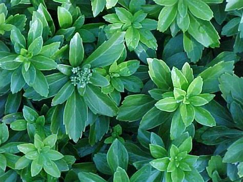 10 Best Plants For A Dry Shade Garden With Shrubs