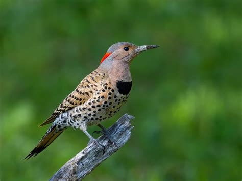 Northern Flicker Or Red Bellied Woodpecker What Are The Birdfact
