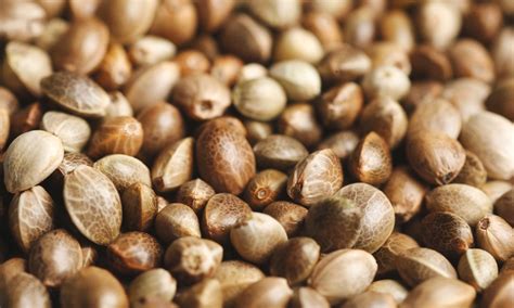 Cannabis Seeds 101 A Guide For Growers