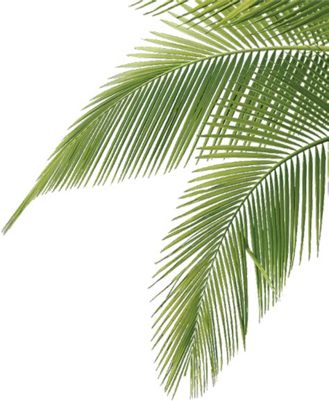 Open Full Size Palmtree Cute Aesthetic Leaves Tropical Freetoedit