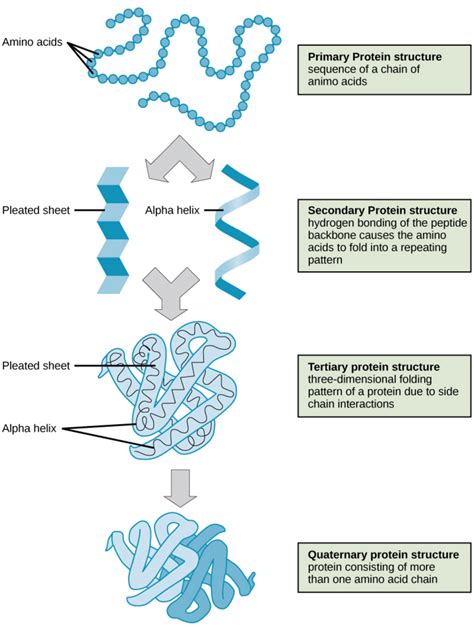 We would like to show you a description here but the site won't allow us. Fajarv: Quaternary Protein Structure Diagram