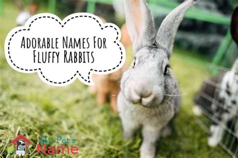 Cute Bunny Names 500 Adorable Names For Fluffy Rabbits