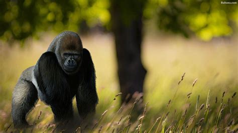 Best Of Great Zoom Backgrounds Gorilla Wallpaper Images Images And