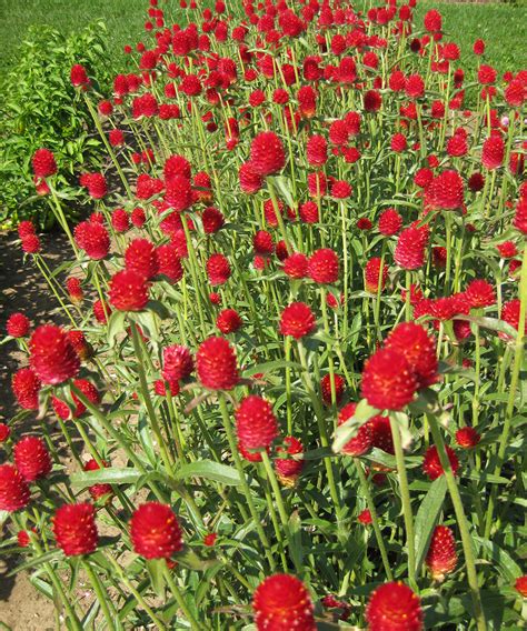An Annual Worth Your Time ‘strawberry Fields Globe Amaranth