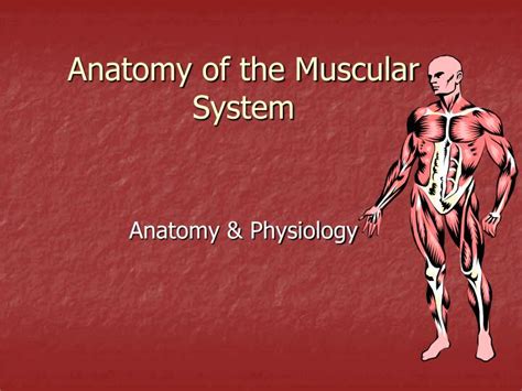 Muscle Ppt
