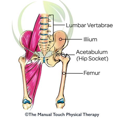 Understanding Hip Pain The Manual Touch Physical Therapy 2022