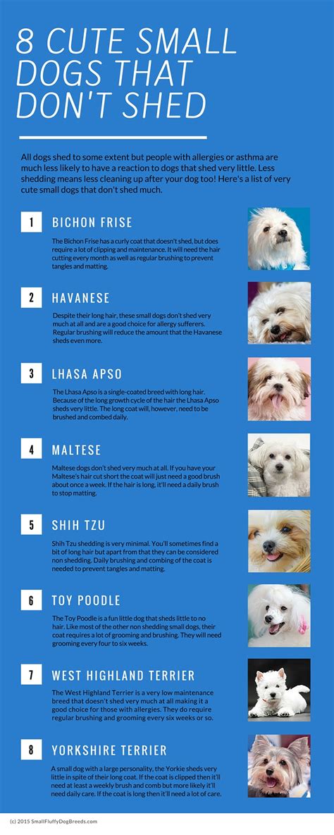 Dog Breeds That Dont Shed Or Bark Bleumoonproductions