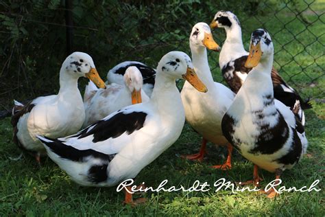 Ancona Duck Reinhardtminiranch