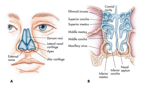 Nose Nasal Cavity And Pharynx A Nasal Cartilages And External Structure B Meatus And