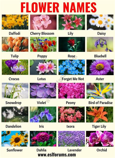 All White Flowers Name With Picture List Of Flower Names With Their