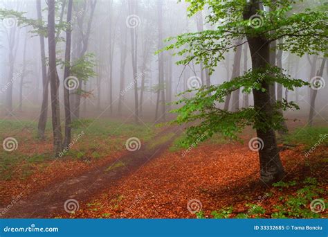 Beginning Of Autumn In A Foggy Forest Stock Image Image Of Light
