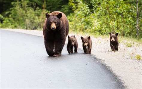 Where To See Bears In Gatlinburg Guide For 2023