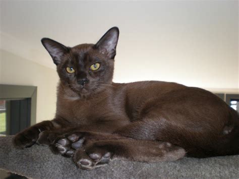 If no one is at home during the day, it's best to get a friend for the burmese, so he won't be lonely. Some very amazing and beautiful photos of Burmese cats ...