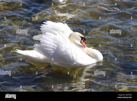 Life Cycle Of Mute Swans Hi Res Stock Photography And Images Alamy