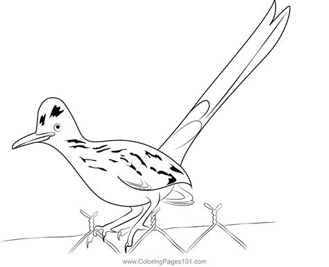 Wild Road Runner Bird Coloring Page For Kids Free Cuckoos Printable