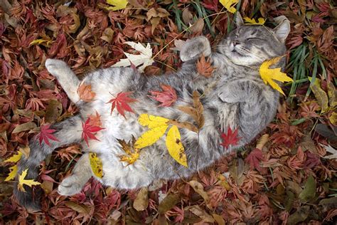 Cat Fall Leaves By Silvia Frigerio Photo Stock Studionow
